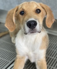 IMILO, Hund, Mischlingshund in Griechenland - Bild 15