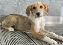 IMILO, Hund, Mischlingshund in Griechenland - Bild 16