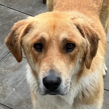IMILO, Hund, Mischlingshund in Weeze