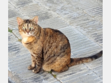 MARONETA, Katze, Europäisch Kurzhaar in Spanien - Bild 4