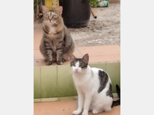 MARONETA, Katze, Europäisch Kurzhaar in Spanien - Bild 6