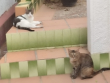 MARONETA, Katze, Europäisch Kurzhaar in Spanien - Bild 8