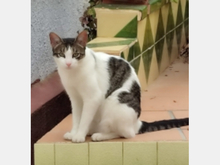 BLANQUITA, Katze, Europäisch Kurzhaar in Spanien - Bild 4