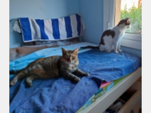 BLANQUITA, Katze, Europäisch Kurzhaar in Spanien - Bild 6