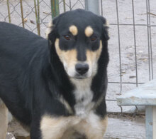 MAYBO, Hund, Mischlingshund in Bulgarien - Bild 1