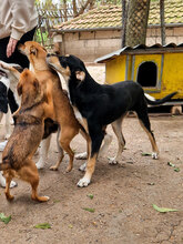 MAYBO, Hund, Mischlingshund in Bulgarien - Bild 10