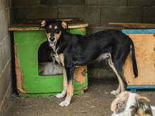 MAYBO, Hund, Mischlingshund in Bulgarien - Bild 3