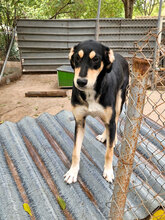 MAYBO, Hund, Mischlingshund in Bulgarien - Bild 4