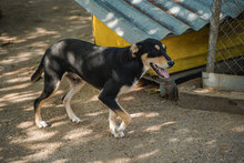 MAYBO, Hund, Mischlingshund in Bulgarien - Bild 7