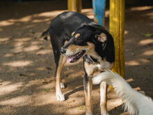 MAYBO, Hund, Mischlingshund in Bulgarien - Bild 9