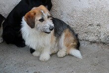 TUSKO, Hund, Mischlingshund in Lohra-Reimershausen - Bild 5