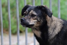 BABBIT, Hund, Mischlingshund in Lohra-Reimershausen - Bild 6