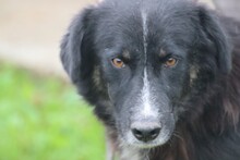 GLIHALI, Hund, Collie-Hütehund-Mix in Lohra-Reimershausen - Bild 2