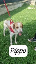 PIPPO, Hund, Mischlingshund in Italien - Bild 6