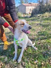 PIPPO, Hund, Mischlingshund in Italien - Bild 7