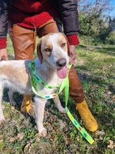 PIPPO, Hund, Mischlingshund in Italien - Bild 8