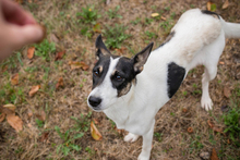 ÄNNY, Hund, Mischlingshund in Kroatien - Bild 2