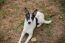 ÄNNY, Hund, Mischlingshund in Kroatien - Bild 3