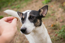 ÄNNY, Hund, Mischlingshund in Kroatien - Bild 4