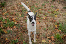 ÄNNY, Hund, Mischlingshund in Kroatien - Bild 5