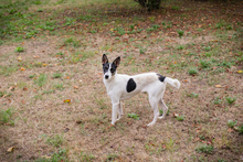 ÄNNY, Hund, Mischlingshund in Kroatien - Bild 6