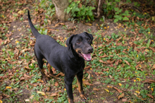 ENRICO, Hund, Mischlingshund in Kroatien - Bild 1