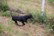 ENRICO, Hund, Mischlingshund in Kroatien - Bild 3