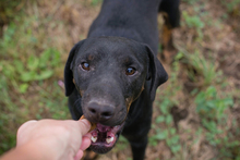 ENRICO, Hund, Mischlingshund in Kroatien - Bild 4