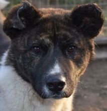 ARESZ, Hund, Akita Inu-Mix in Ungarn - Bild 1