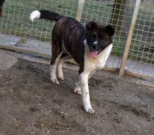 ARESZ, Hund, Akita Inu-Mix in Ungarn - Bild 2