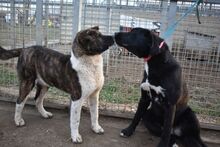 ARESZ, Hund, Akita Inu-Mix in Ungarn - Bild 3