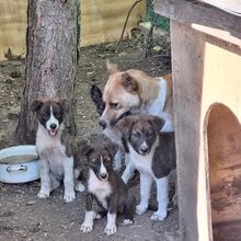 ARESZ, Hund, Akita Inu-Mix in Ungarn - Bild 4