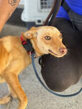 MUECA, Hund, Podenco in Spanien - Bild 2