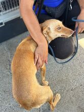 MUECA, Hund, Podenco in Spanien - Bild 4