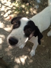 ALICEENNA, Hund, Mischlingshund in Griechenland - Bild 13