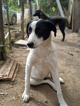 ALICEENNA, Hund, Mischlingshund in Griechenland - Bild 3