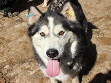 SCARLETT, Hund, Siberian Husky-Mix in Rumänien - Bild 1