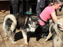 SCARLETT, Hund, Siberian Husky-Mix in Rumänien - Bild 3