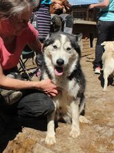 SCARLETT, Hund, Siberian Husky-Mix in Rumänien - Bild 4