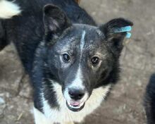 NINCHEN, Hund, Siberian Husky-Mix in Rumänien - Bild 1