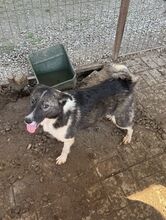 NINCHEN, Hund, Siberian Husky-Mix in Rumänien - Bild 3