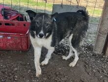 NINCHEN, Hund, Siberian Husky-Mix in Rumänien - Bild 4