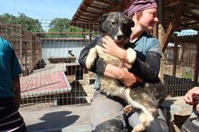 NINCHEN, Hund, Siberian Husky-Mix in Rumänien - Bild 7