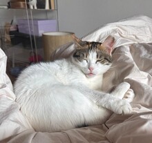 LUNA, Katze, Europäisch Kurzhaar in Bochum - Bild 1
