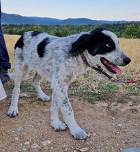 SILVUS, Hund, Mischlingshund in Griechenland - Bild 2