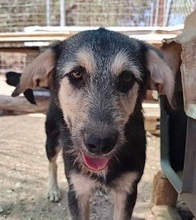 COOPER, Hund, Mischlingshund in Griechenland - Bild 2