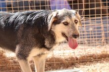 COOPER, Hund, Mischlingshund in Griechenland - Bild 3