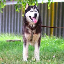 ALDO, Hund, Alaskan Malamute in Ungarn - Bild 10