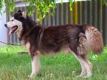 ALDO, Hund, Alaskan Malamute in Ungarn - Bild 11