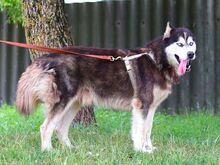 ALDO, Hund, Alaskan Malamute in Ungarn - Bild 12